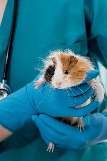 ANIMAUX EN PLEINE SANTÉ 1