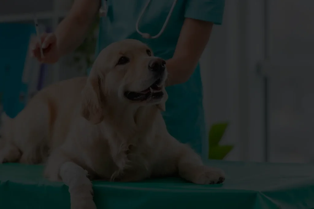 ANIMAUX EN PLEINE SANTÉ