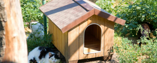 niche extérieure pour chat