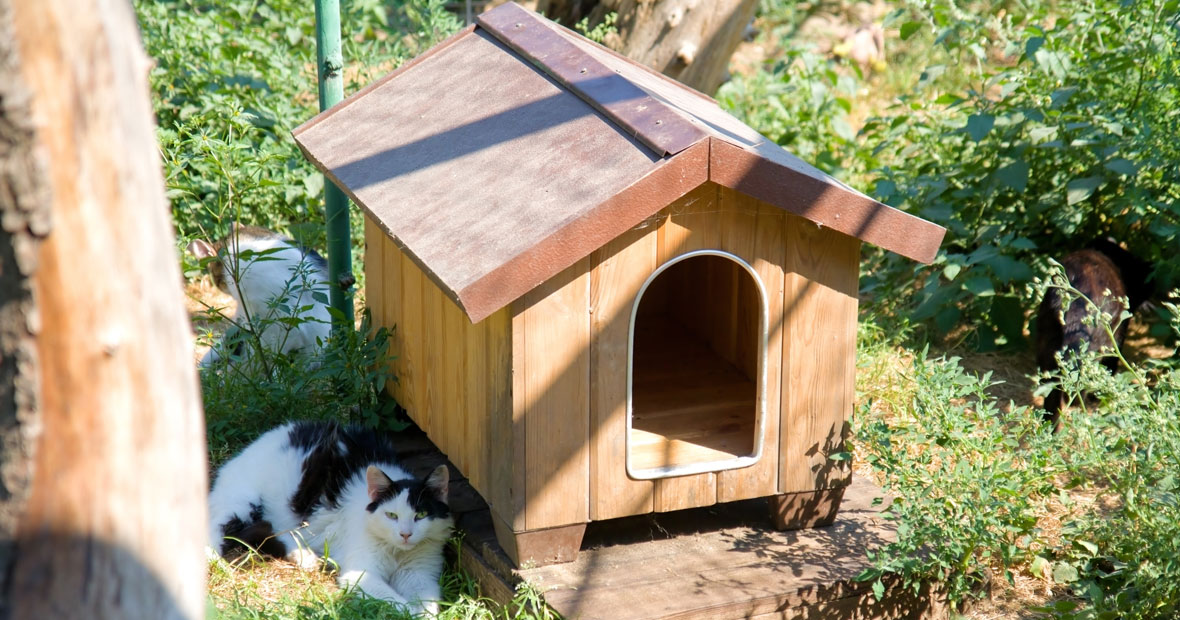 niche extérieure pour chat